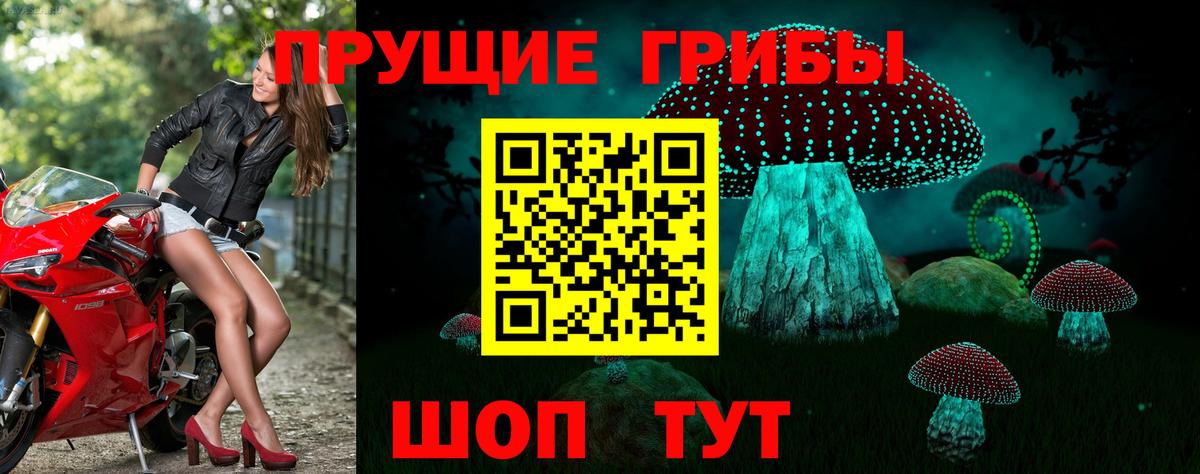 Псилоцибиновые грибы Psilocybine cubensis  Дубна 